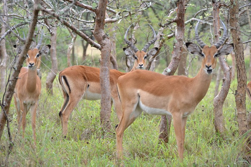 Forfait safari de deux jours au parc national de l'Akagera