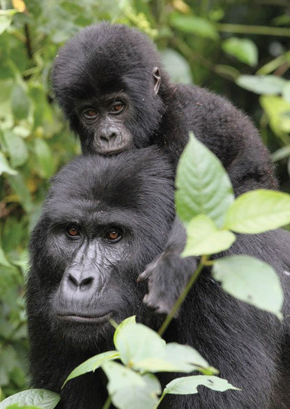 Two-Day Gorilla Trekking Adventure Package