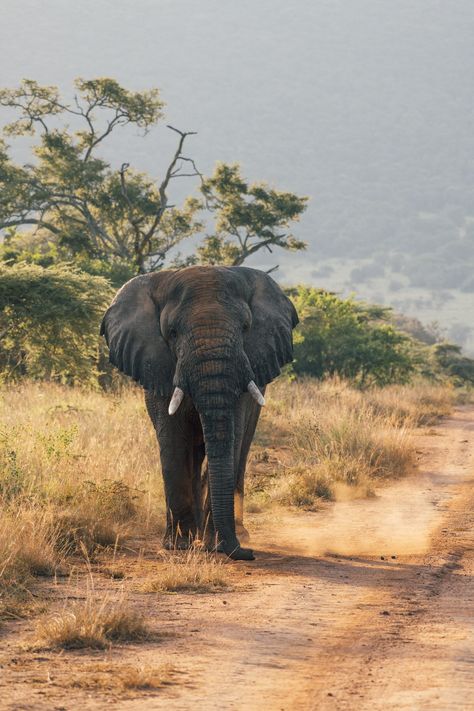 Paquete de safari de tres días en el Parque Nacional Akagera