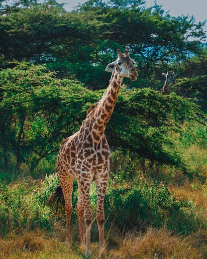 Forfait safari d'une journée au parc national d'Akagera