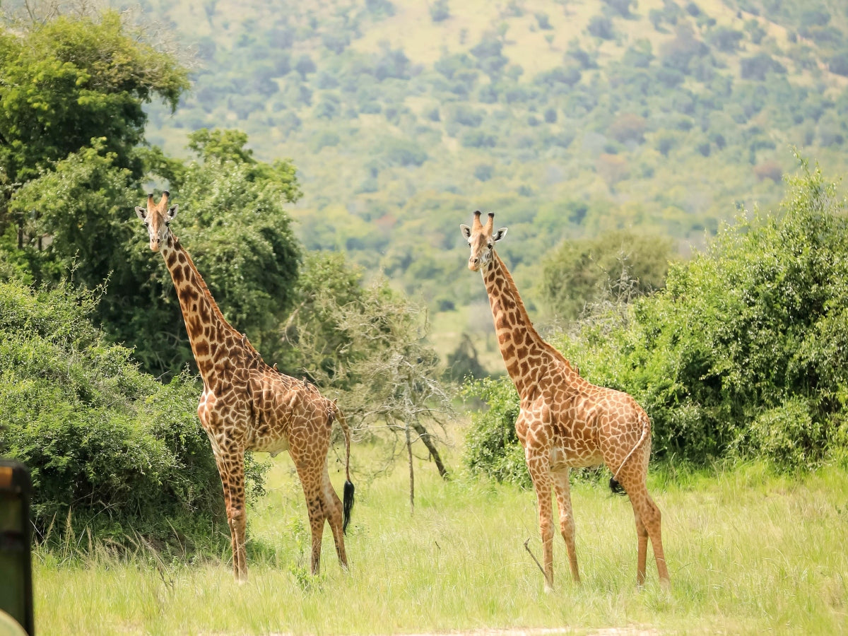 Forfait safari de deux jours au parc national de l'Akagera