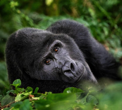 Two-Day Gorilla Trekking Adventure Package