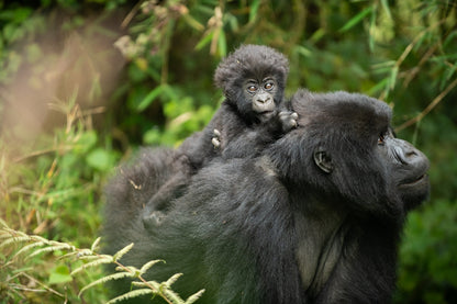 Two-Day Gorilla Trekking Adventure Package