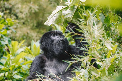 Two-Day Gorilla Trekking Adventure Package