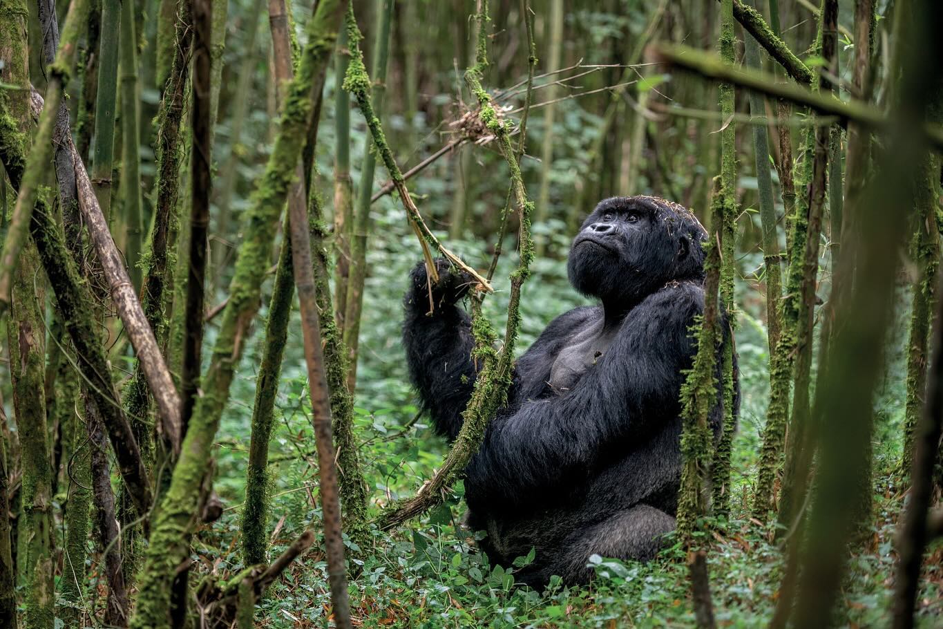 Two-Day Gorilla Trekking Adventure Package