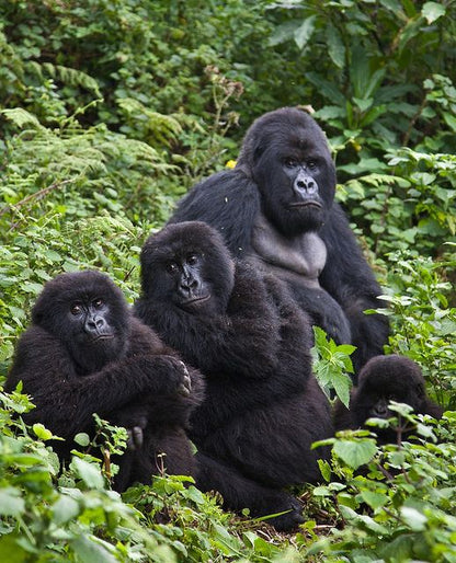 Two-Day Gorilla Trekking Adventure Package