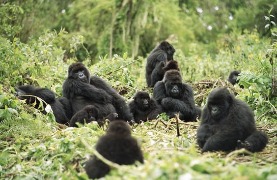 Two-Day Gorilla Trekking Adventure Package