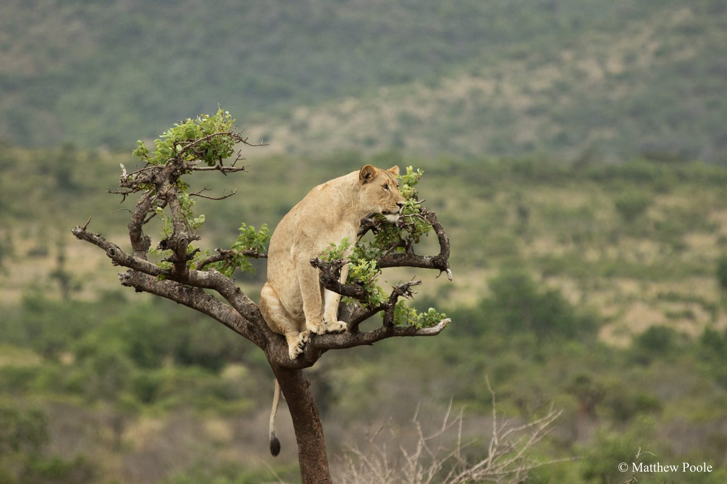 Forfait safari d'une journée au parc national d'Akagera