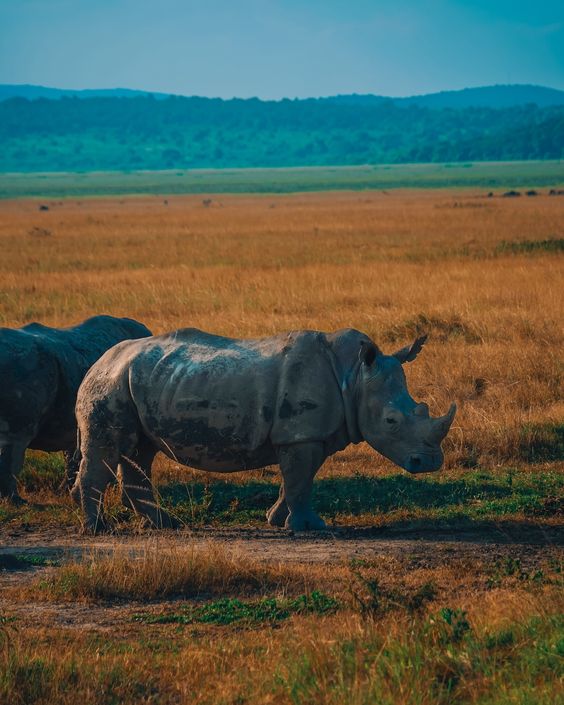 Paquete de safari de un día en el Parque Nacional Akagera