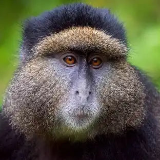 Forfait éco-tour d'une journée au parc national de Gishwati Mukura 