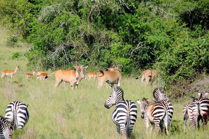 Forfait safari d'une journée au parc national d'Akagera