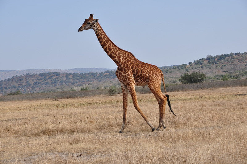 Forfait safari de trois jours au parc national d'Akagera