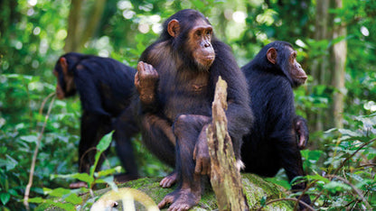 Forfait éco-tour de trois jours au parc national de Gishwati Mukura