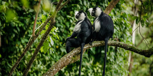 Paquete de ecoturismo de tres días al Parque Nacional Gishwati Mukura