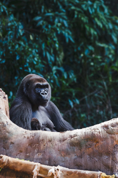 One-Day Gorilla Tracking Adventure Package