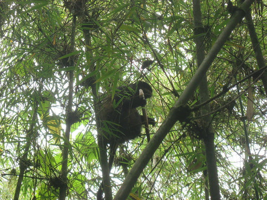 Paquete de ecoturismo de tres días al Parque Nacional Gishwati Mukura