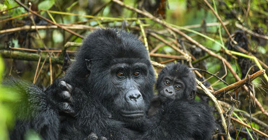 Two-Day Gorilla Trekking Adventure Package