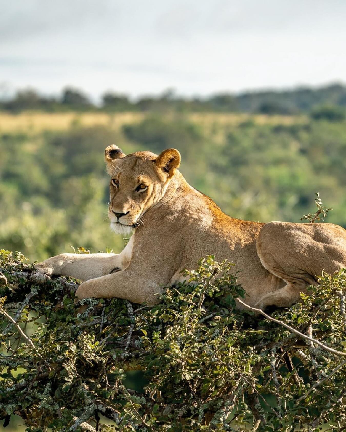 Forfait safari de deux jours au parc national de l'Akagera